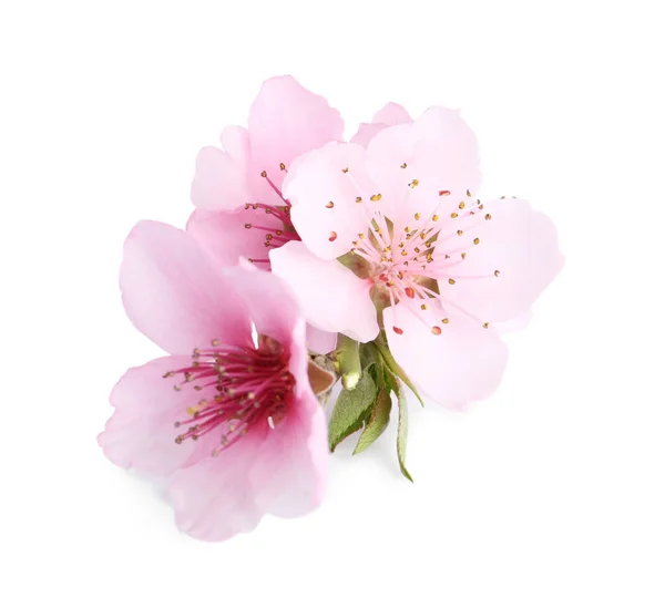 Piękny Kwiat Drzewa Odizolowany Białym Sezon Wiosenny — Zdjęcie stockowe