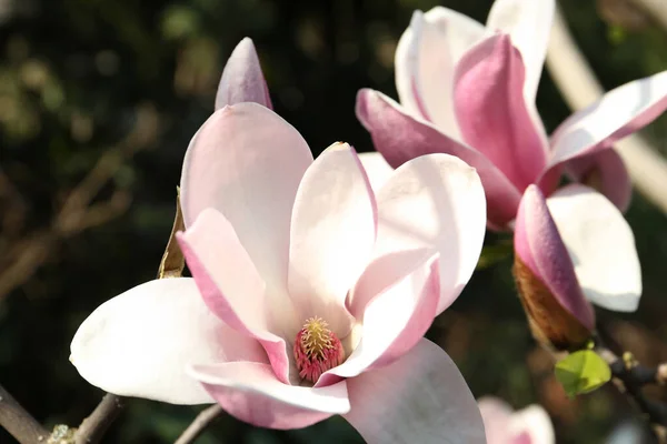 Closeup View Blossoming Magnolia Tree Outdoors Spring Day — Stock Photo, Image