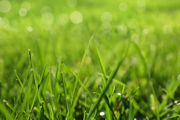 晴れた日には緑豊かな芝生の屋外で クローズアップ — ストック写真