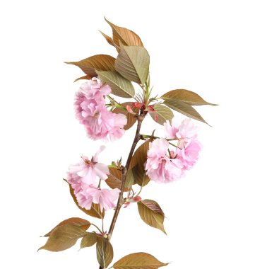 Beyaz arka planda güzel çiçekleri olan Sakura ağacı dalı. Japon kirazı