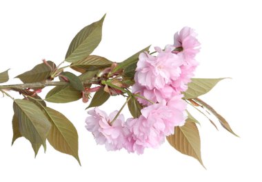 Beyaz arka planda güzel çiçekleri olan Sakura ağacı dalı. Japon kirazı