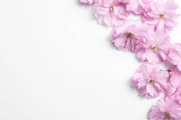 Schöne Sakura Blüte Auf Weißem Hintergrund Platz Für Text Japanische — Stockfoto