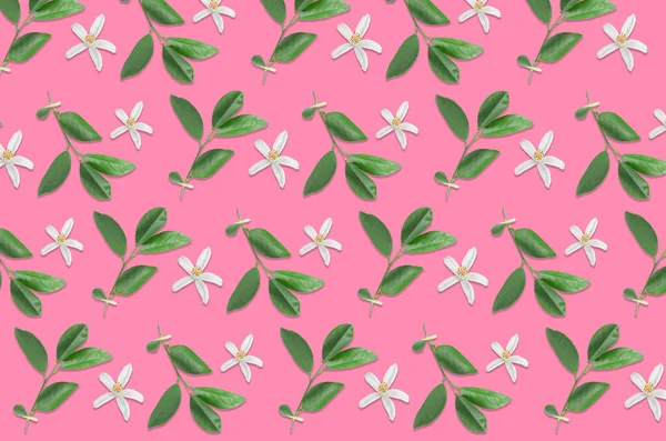Muster Von Zitrusblüten Und Blättern Auf Rosa Hintergrund — Stockfoto