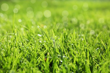 Güneşli bir günde yemyeşil çimenler, yakın çekim.