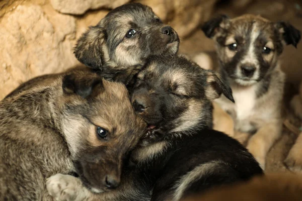 Cachorros Sin Hogar Casa Abandonada Animales Bebé Callejeros — Foto de Stock