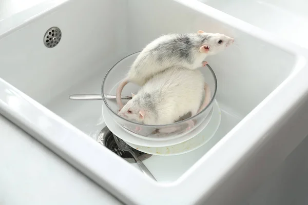 Des Rats Vaisselle Sale Dans Évier Lutte Antiparasitaire — Photo