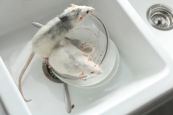 厨房水池里的老鼠和脏盘子 防治虫灾 — 图库照片