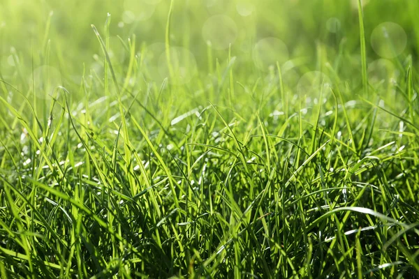 Herbe Verte Luxuriante Extérieur Jour Ensoleillé Gros Plan — Photo