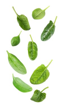 Taze yeşil ıspanak yaprakları beyaz arkaplana düşer.