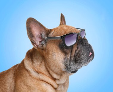 Açık mavi arka planda güneş gözlüklü sevimli Fransız bulldog 'u.
