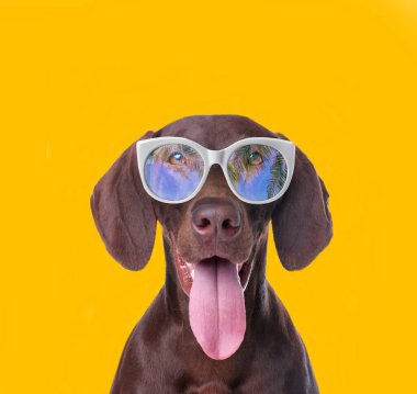 Alman Shorthair sarı arka planda güneş gözlüklü Pointer köpeği