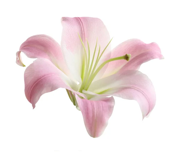 Beautiful Blooming Pink Lily Flower Isolated White — Stock Photo, Image