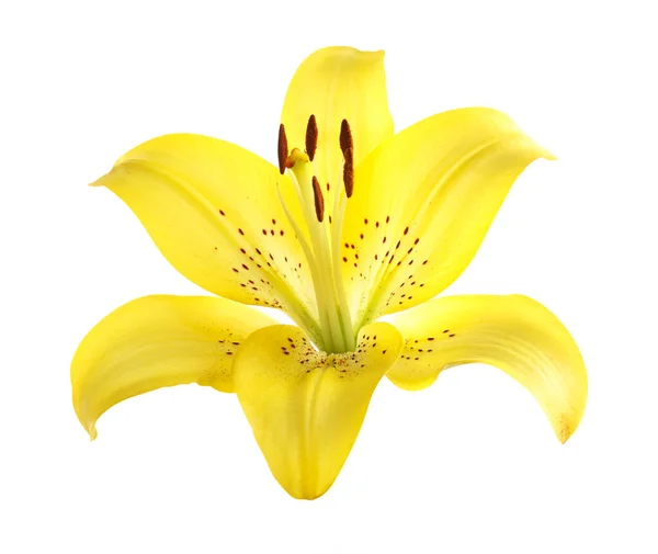 Όμορφο Ανθισμένο Κίτρινο Λουλούδι Κρίνου Απομονωμένο Λευκό — Φωτογραφία Αρχείου