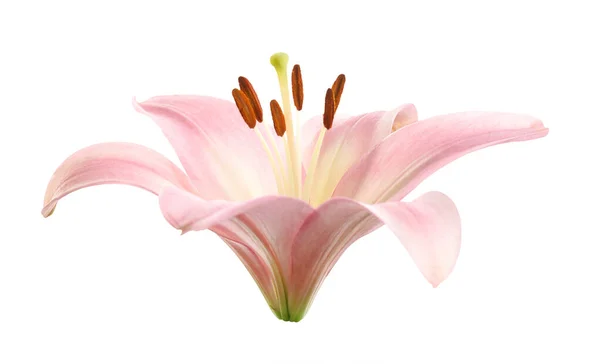 白に孤立した美しいピンクのユリの花 — ストック写真