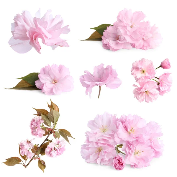 Set Van Mooie Sakura Bloesems Witte Achtergrond Voorjaarsseizoen — Stockfoto