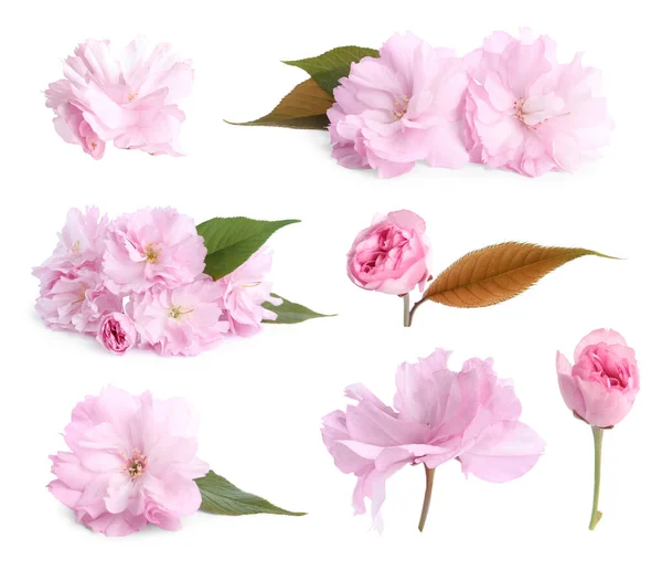 Set Van Mooie Sakura Bloesems Witte Achtergrond Voorjaarsseizoen — Stockfoto