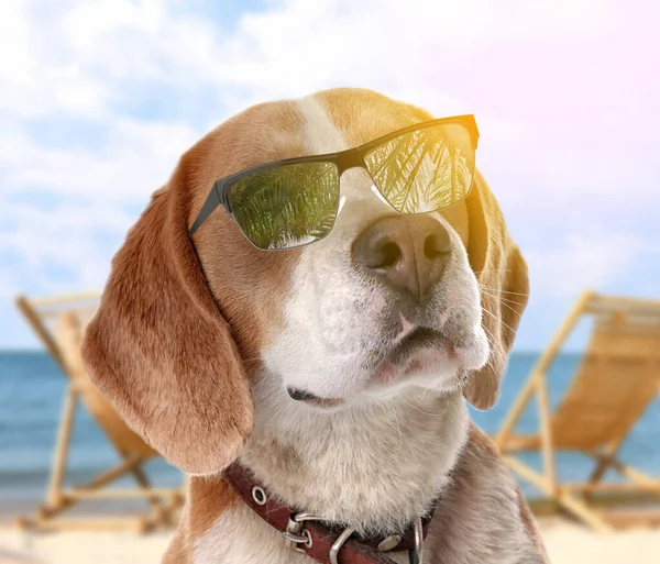 Adorable Beagle dog with sunglasses on sunny beach