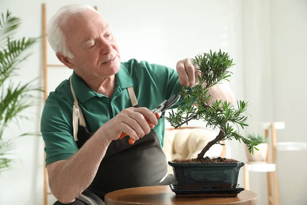 Çeride Japon Bonsai Bitkileriyle Ilgilenen Kıdemli Bir Adam Evde Zen — Stok fotoğraf
