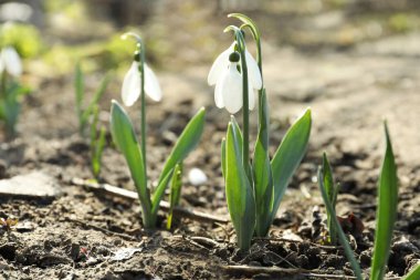Bahçede güzel çiçek açan kardamlaları. İlk çiçekler