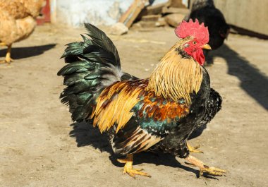 Bahçedeki büyük renkli horoz. Evcil hayvan.
