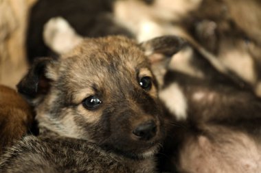 Evsiz köpek yavrusu, yakın çekim. Başıboş bebek hayvan.