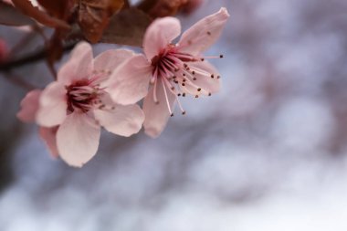 Bahar günü, açık havada çiçek açan ağacın yakın görüntüsü.
