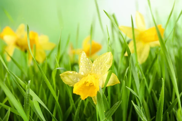 Весна Зеленая Трава Яркие Нарциссы Росой Крупным Планом — стоковое фото