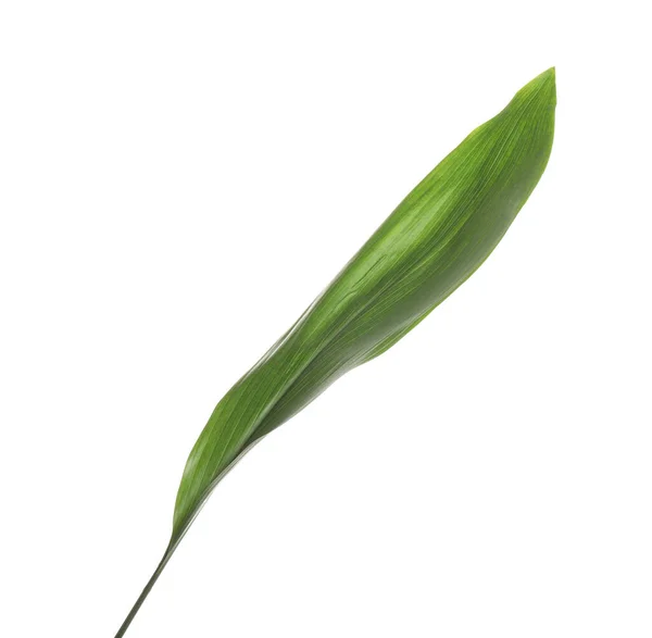 Свежий Зеленый Тропический Лист Изолированный Белом — стоковое фото