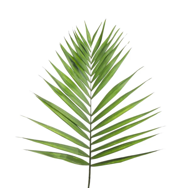 Świeże Zielone Liście Tropikalne Izolowane Białym — Zdjęcie stockowe