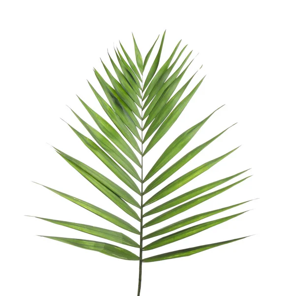 Fresh Green Tropical Leaf Isolated White — Stock Photo, Image