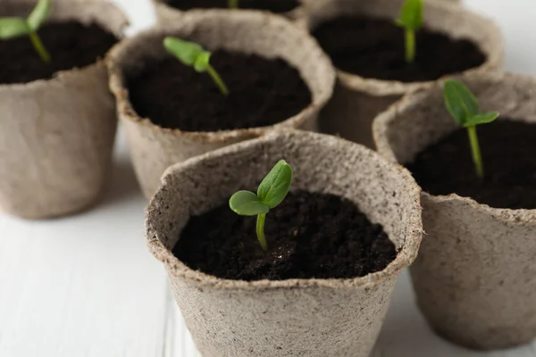 stock image Young seedlings in peat pots on white table, closeup