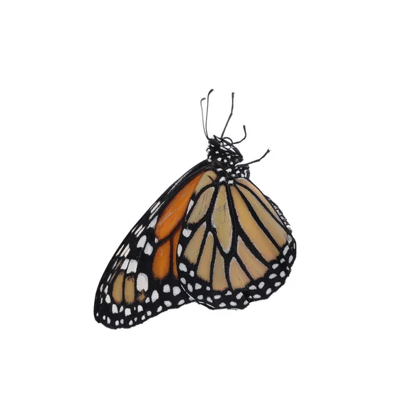 白で隔離された美しい壊れやすい君主蝶 — ストック写真