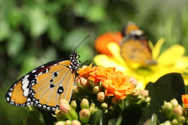 Schöne Bemalte Dame Schmetterling Auf Blume Garten — Stockfoto