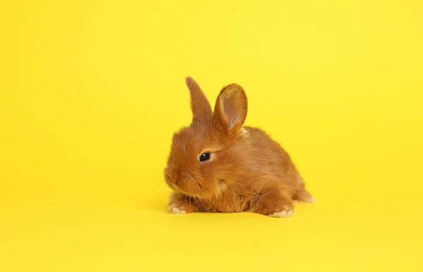 黄色背景上可爱的毛茸茸的兔子 复活节标志 — 图库照片