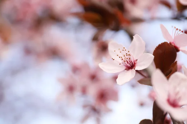 Bahar Günü Açık Havada Çiçek Açan Ağacın Yakın Görüntüsü — Stok fotoğraf