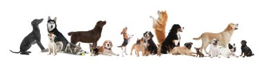Beyaz arka planda farklı köpeklerle kolaj. Pankart tasarımı