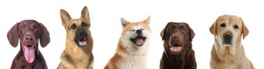Beyaz arka planda farklı köpeklerle kolaj. Pankart tasarımı