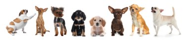 Beyaz arka planda farklı köpeklerle kolaj. Pankart tasarımı