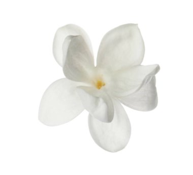 Güzel, taze leylak çiçeği bembeyaz.