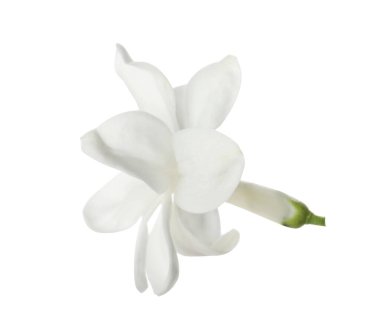 Güzel, taze leylak çiçeği bembeyaz.