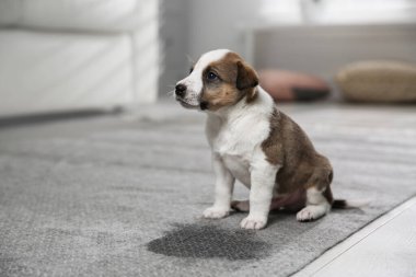 Kapalı alanda ıslak bir yere yakın sevimli bir köpek yavrusu.