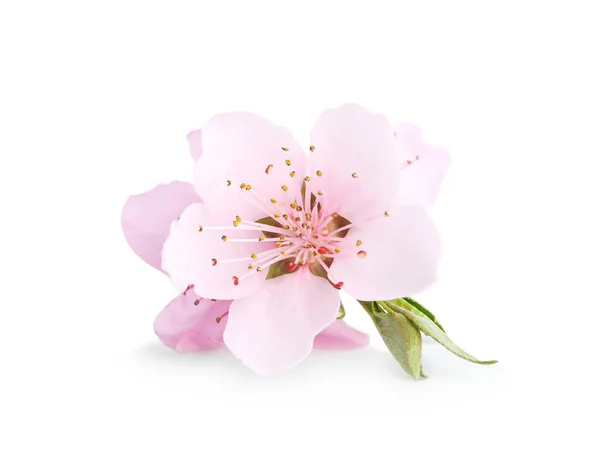 Schöne Baumblüte Vereinzelt Auf Weiß Frühlingszeit — Stockfoto