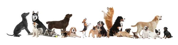 Коллаж Различными Собаками Белом Фоне Баннерный Дизайн — стоковое фото
