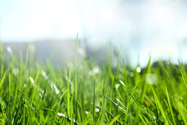 Saftig Grünes Gras Freien Sonnigen Tagen Nahaufnahme — Stockfoto