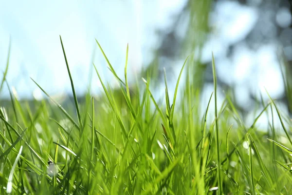 Lush Green Grass Outdoors Sunny Day Closeup — Stock Photo, Image