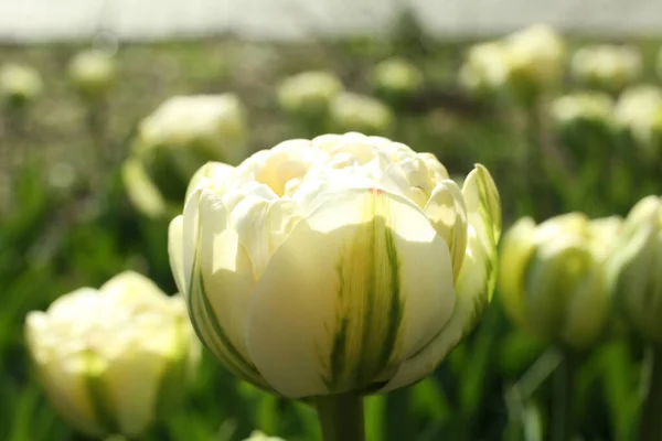 Прекрасный Цветущий Тюльпан Открытым Небом Солнечный День — стоковое фото