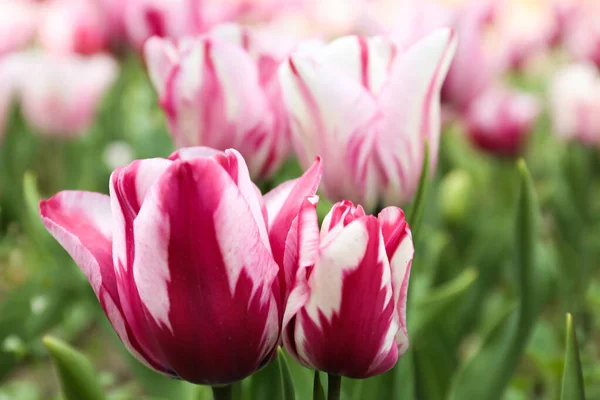 Mooie Bloeiende Tulpen Buiten Lentedag — Stockfoto