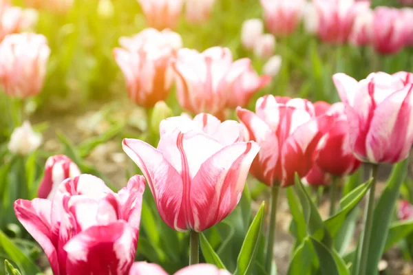 Piękne Kwitnące Tulipany Zewnątrz Wiosenny Dzień — Zdjęcie stockowe