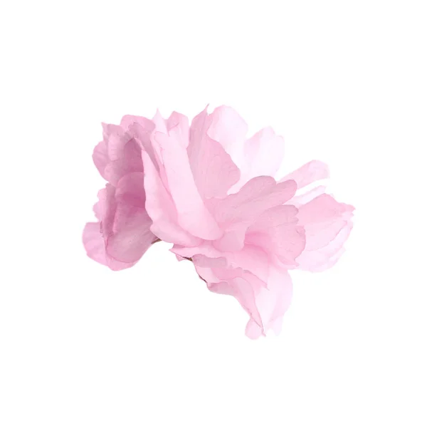Прекрасний Цвіт Сакури Ізольований Білому Весняний Сезон — стокове фото