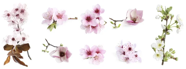 Set Boomtakken Met Bloemen Witte Achtergrond Banner Design Voorjaarsbloesem — Stockfoto